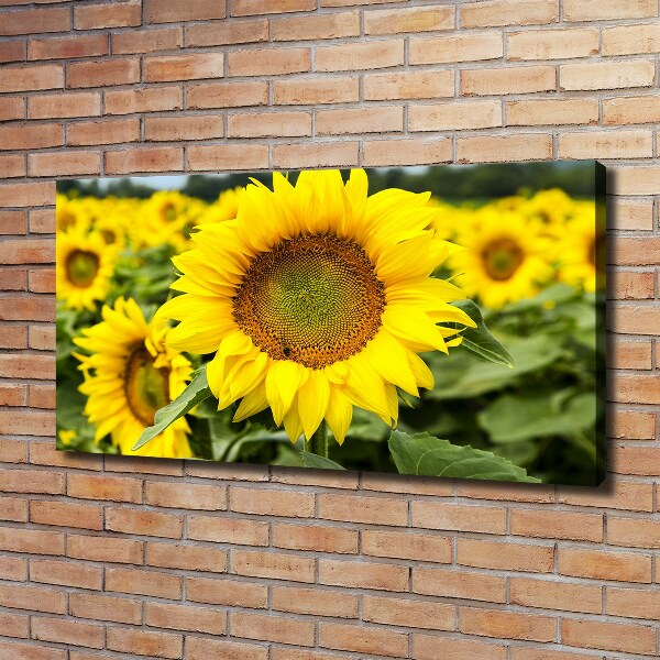 Foto quadro su tela Un campo di girasoli