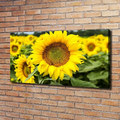 Foto quadro su tela Un campo di girasoli