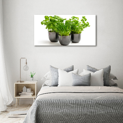 Foto quadro su tela Erbe aromatiche in vaso