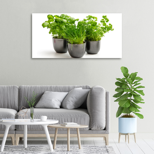 Foto quadro su tela Erbe aromatiche in vaso