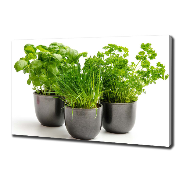 Foto quadro su tela Erbe aromatiche in vaso