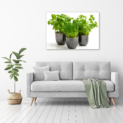 Foto quadro su tela Erbe aromatiche in vaso