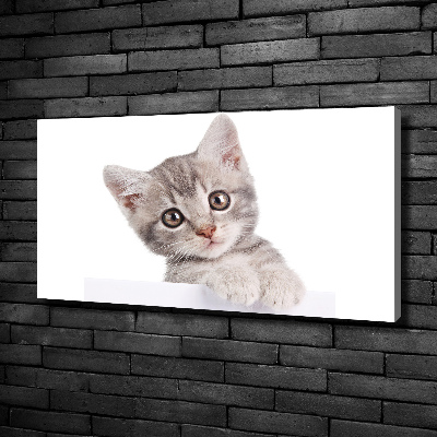 Quadro stampa su tela Gatto grigio