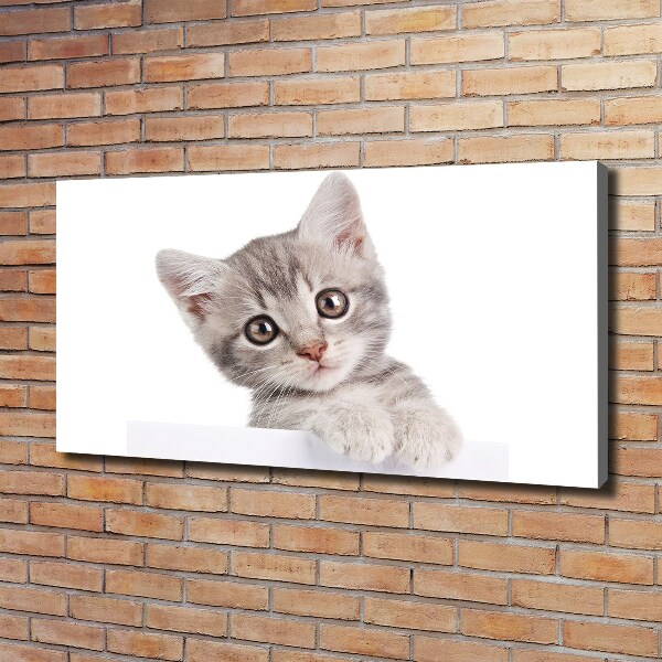 Quadro stampa su tela Gatto grigio
