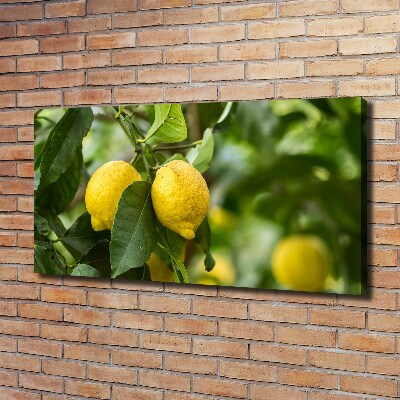 Quadro su tela Limoni sull'albero