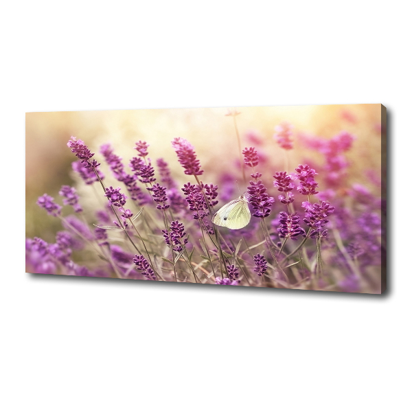 Quadro su tela Lavanda