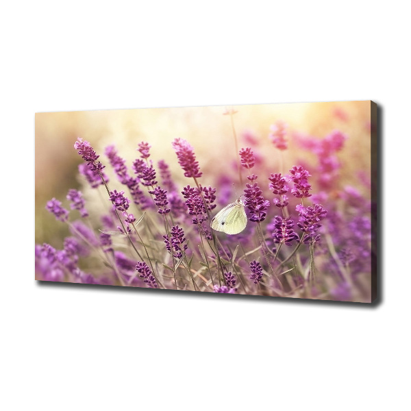 Quadro su tela Lavanda
