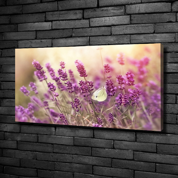 Quadro su tela Lavanda