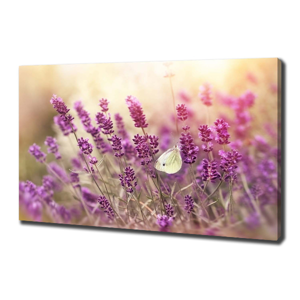 Quadro su tela Lavanda