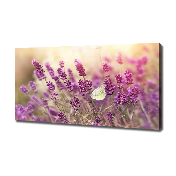 Quadro su tela Lavanda