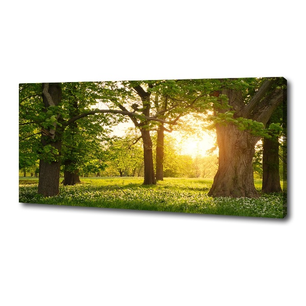 Quadro su tela Alberi nel parco
