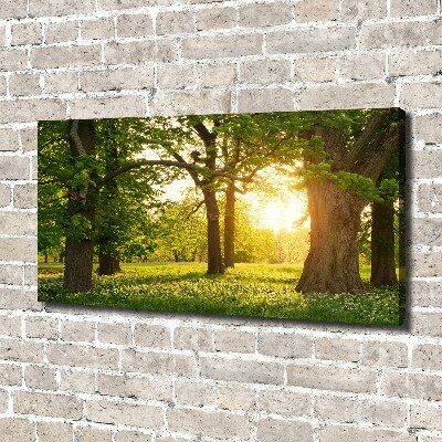 Quadro su tela Alberi nel parco