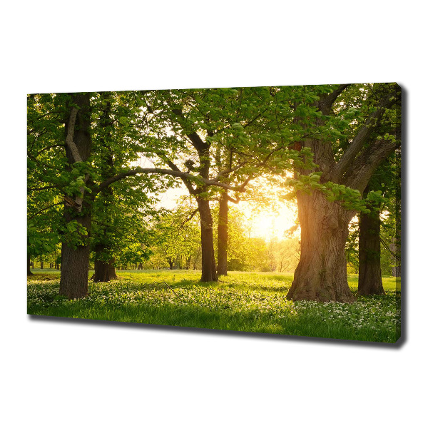 Quadro su tela Alberi nel parco