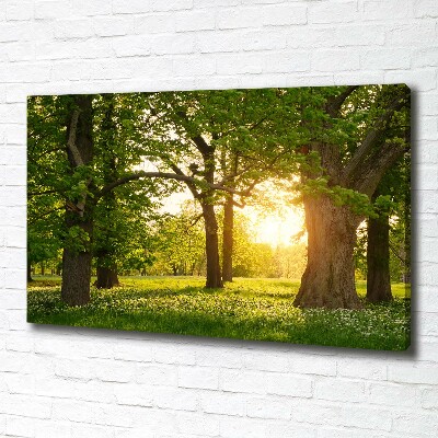 Quadro su tela Alberi nel parco