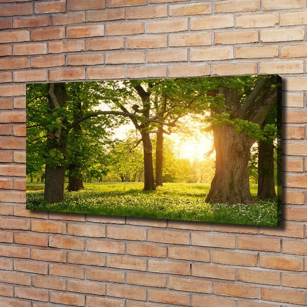 Quadro su tela Alberi nel parco
