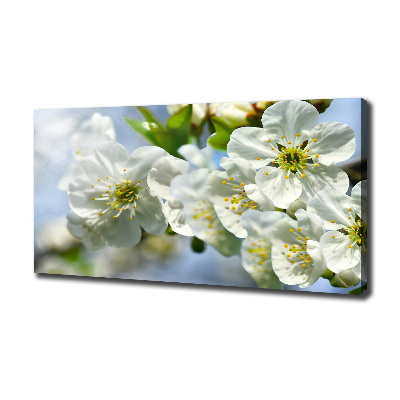 Foto quadro su tela Fiori di ciliegio