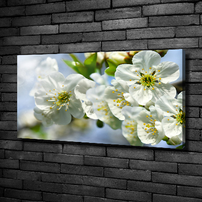 Foto quadro su tela Fiori di ciliegio