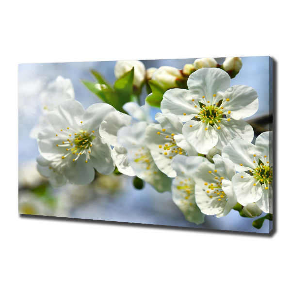 Foto quadro su tela Fiori di ciliegio