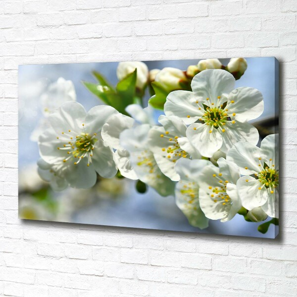 Foto quadro su tela Fiori di ciliegio