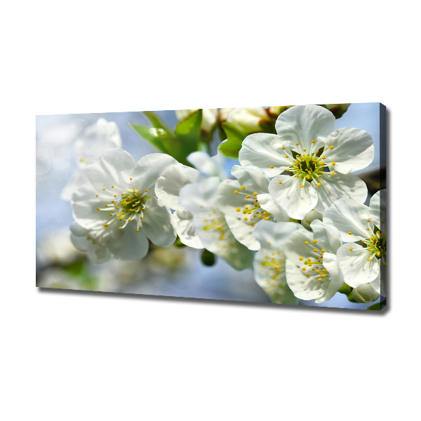 Foto quadro su tela Fiori di ciliegio