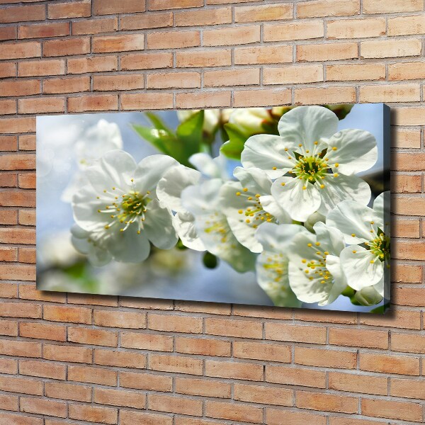 Foto quadro su tela Fiori di ciliegio