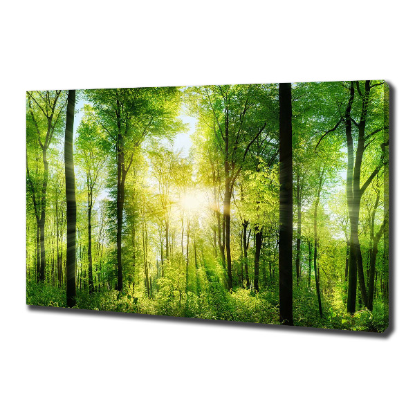 Quadro su tela Foresta al sole