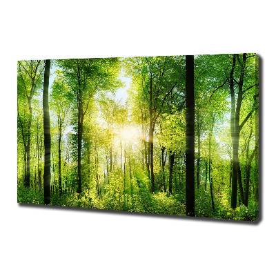 Quadro su tela Foresta al sole