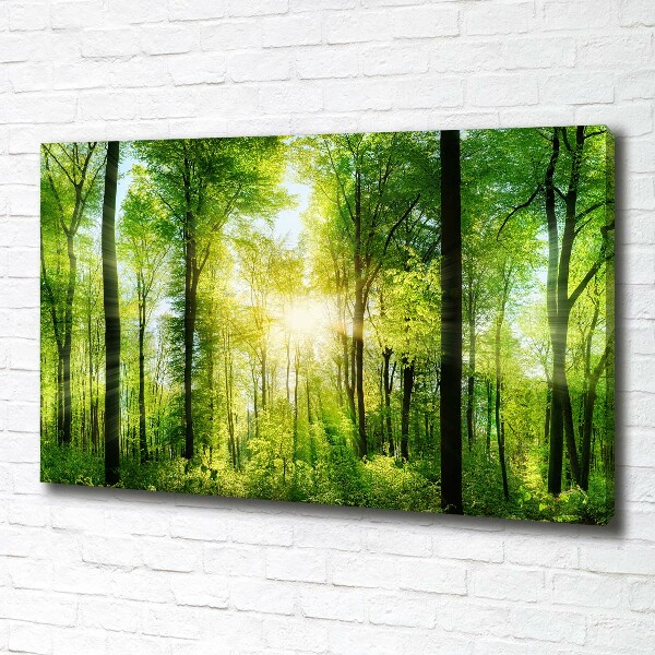 Quadro su tela Foresta al sole