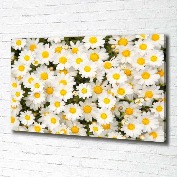 Quadro su tela Margherite