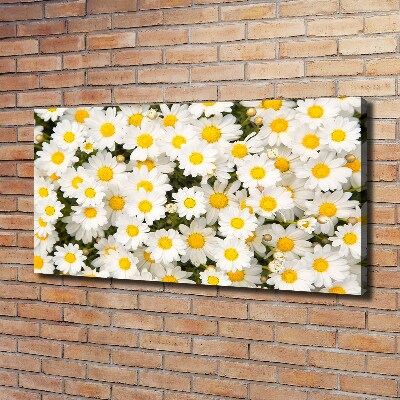 Quadro su tela Margherite