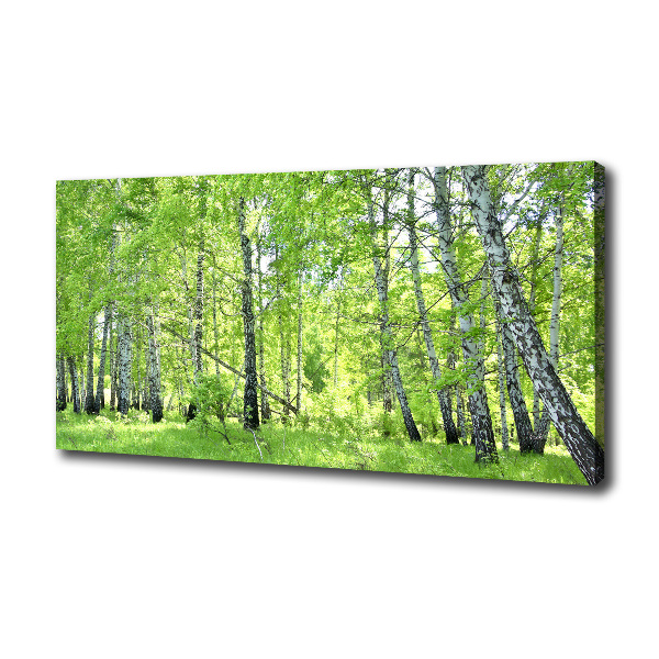 Foto quadro su tela Foresta di betulle
