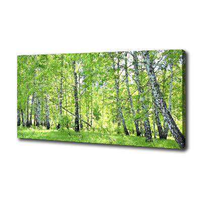 Foto quadro su tela Foresta di betulle