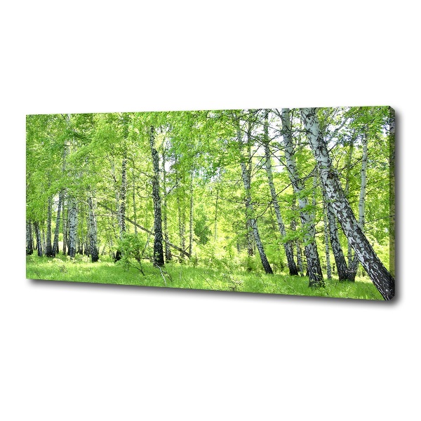 Foto quadro su tela Foresta di betulle
