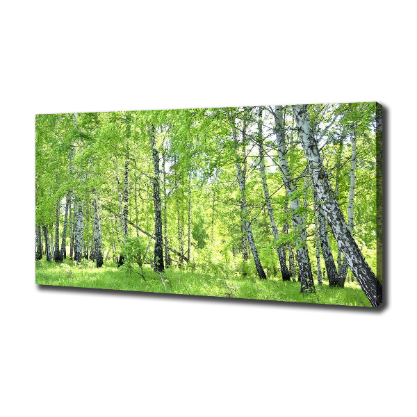 Foto quadro su tela Foresta di betulle