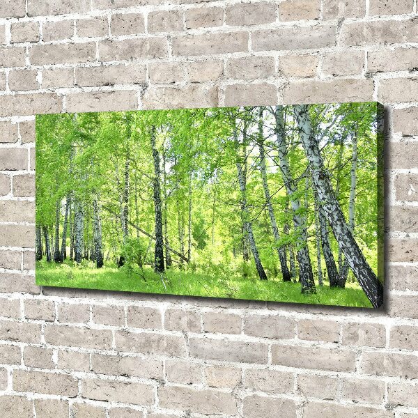 Foto quadro su tela Foresta di betulle