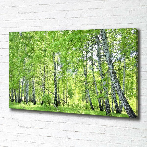 Foto quadro su tela Foresta di betulle