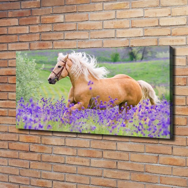 Quadro stampa su tela Un cavallo in un campo di lavanda