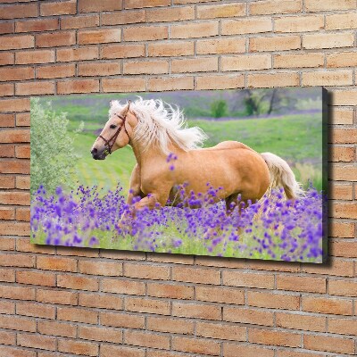 Quadro stampa su tela Un cavallo in un campo di lavanda