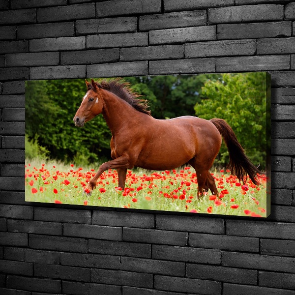 Foto quadro su tela Un cavallo in un campo di papaveri