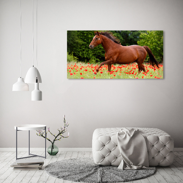 Foto quadro su tela Un cavallo in un campo di papaveri