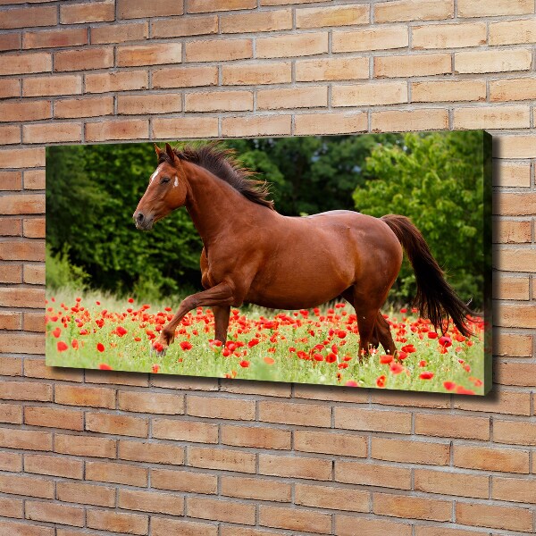 Foto quadro su tela Un cavallo in un campo di papaveri