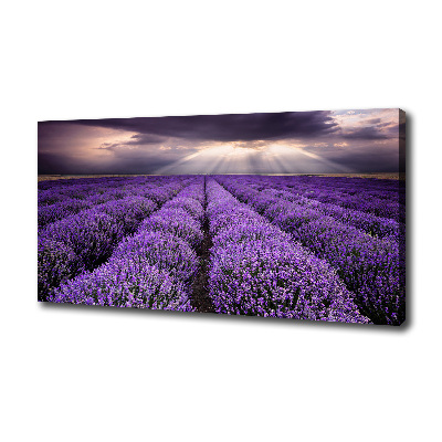 Foto quadro su tela Campo di lavanda