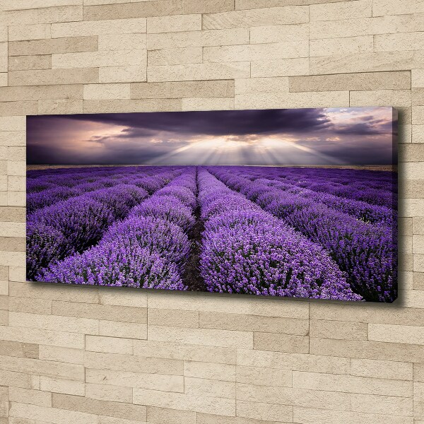 Foto quadro su tela Campo di lavanda