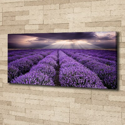 Foto quadro su tela Campo di lavanda