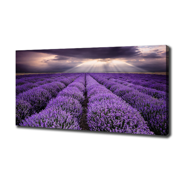 Foto quadro su tela Campo di lavanda