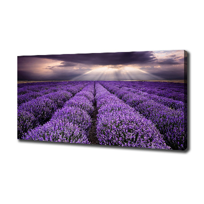 Foto quadro su tela Campo di lavanda