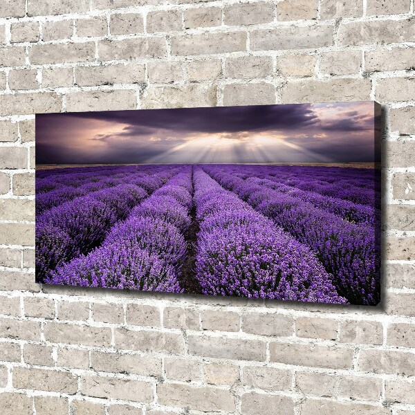 Foto quadro su tela Campo di lavanda