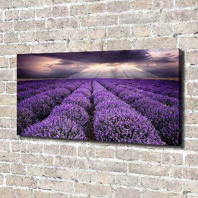 Foto quadro su tela Campo di lavanda