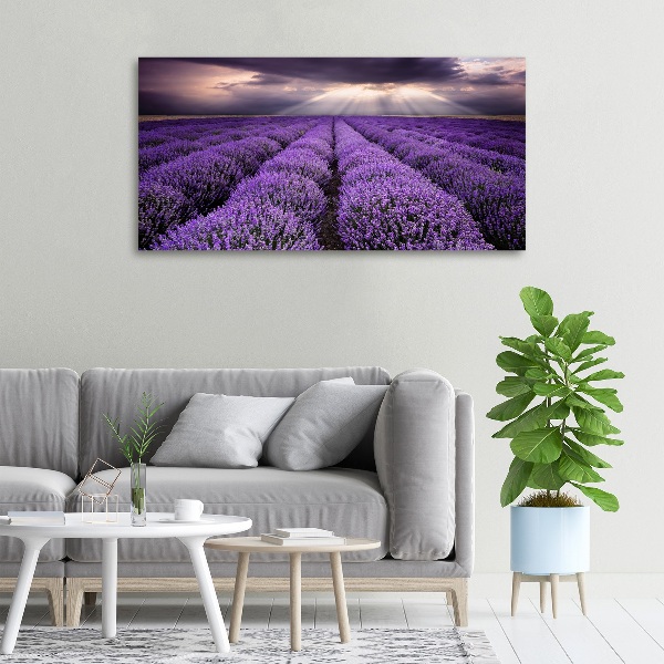 Foto quadro su tela Campo di lavanda