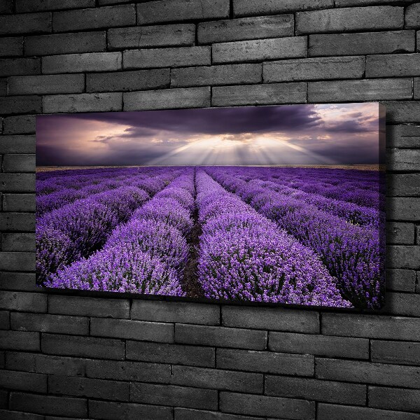 Foto quadro su tela Campo di lavanda